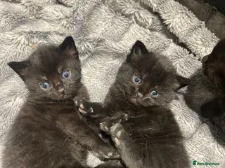 Mixed Breed cats 5 Fluffy shadow black kittens - Advert 21