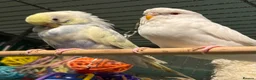 Budgerigars birds for sale: young  budgies available  Wa7  area   - Advert 2