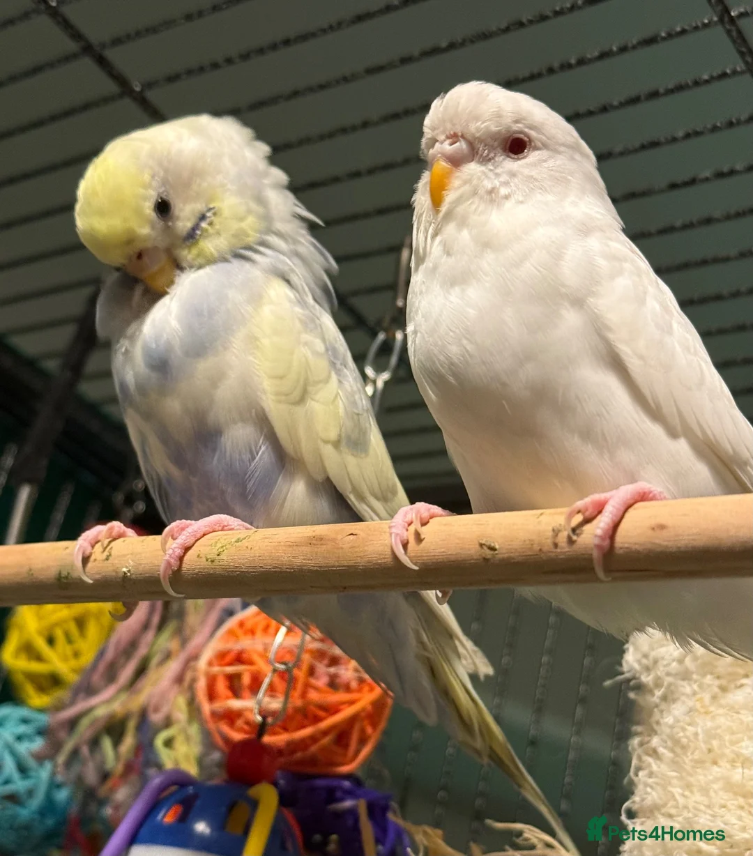 Budgerigars birds for sale: young  budgies available  Wa7  area   - Advert 2