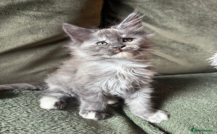 Maine Coon cats - Advert 4
