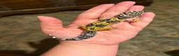 Leopard Gecko reptiles for sale: Leopard gecko babies  - Advert 7