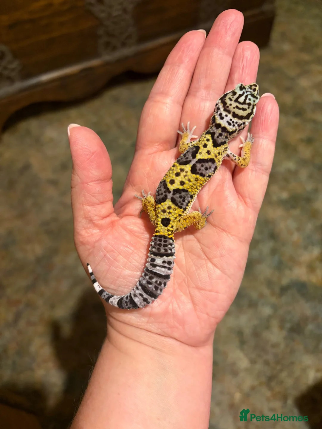 Leopard Gecko reptiles for sale: Leopard gecko babies  - Advert 7