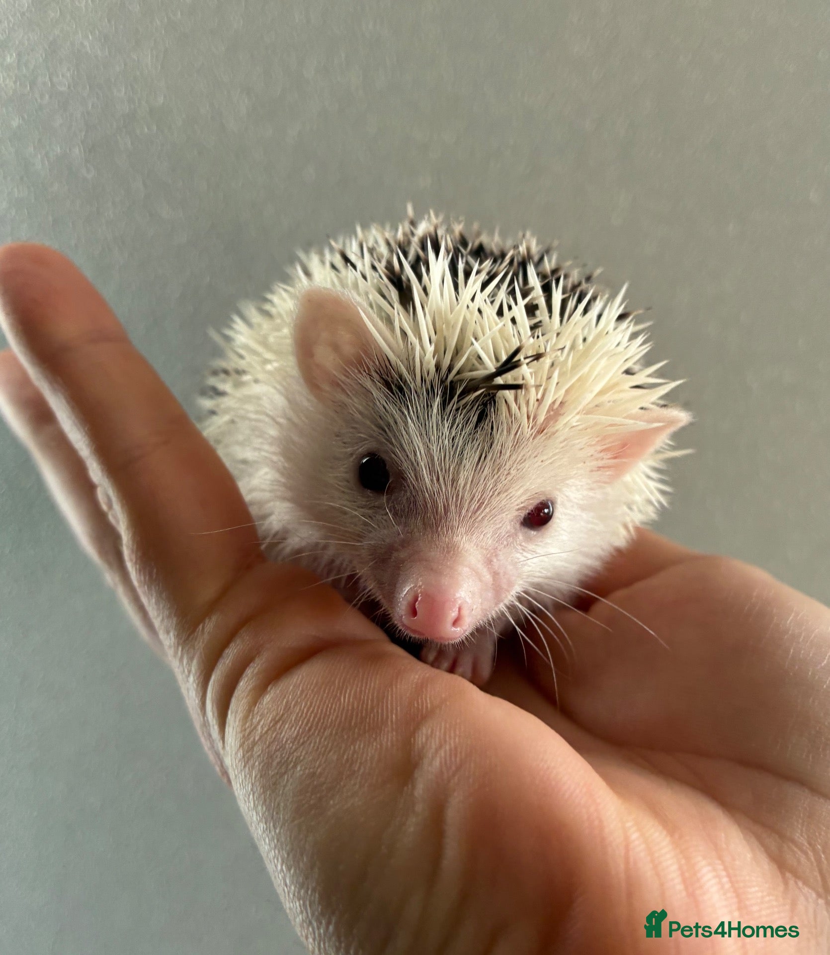 Pygmy Hedgehog rodents Gorgeous litter for Sale!  - Advert 9