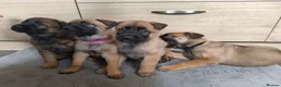 Belgian Shepherd Dog dogs for sale: Belgian Malinois Puppies – Family Raised in Ilkeston - Advert 7