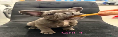 French Bulldog Puppy Girl 4