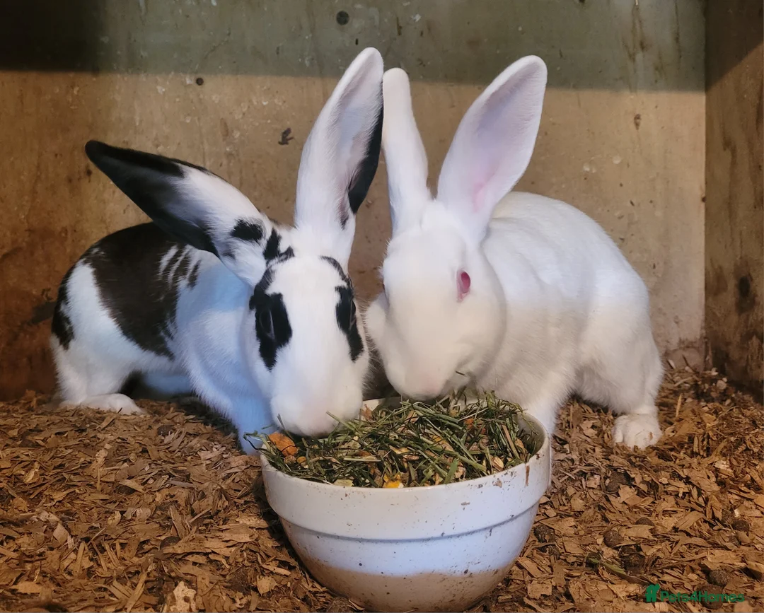 Belgian Hares rabbits for sale: 'Millie and Moo' pair of female Belgian Hares - Advert 4