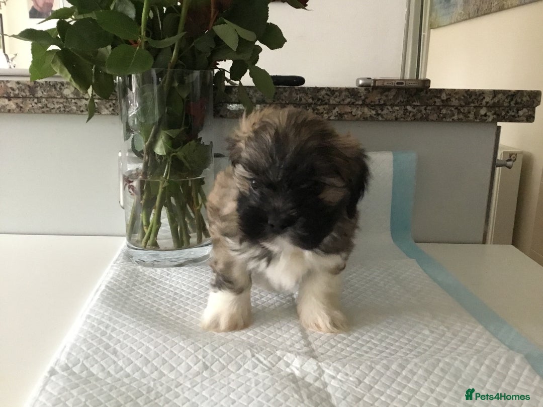Lhasa Apso dogs for sale: Beautiful KC registered Lhasa Apso puppies.  - Image 9