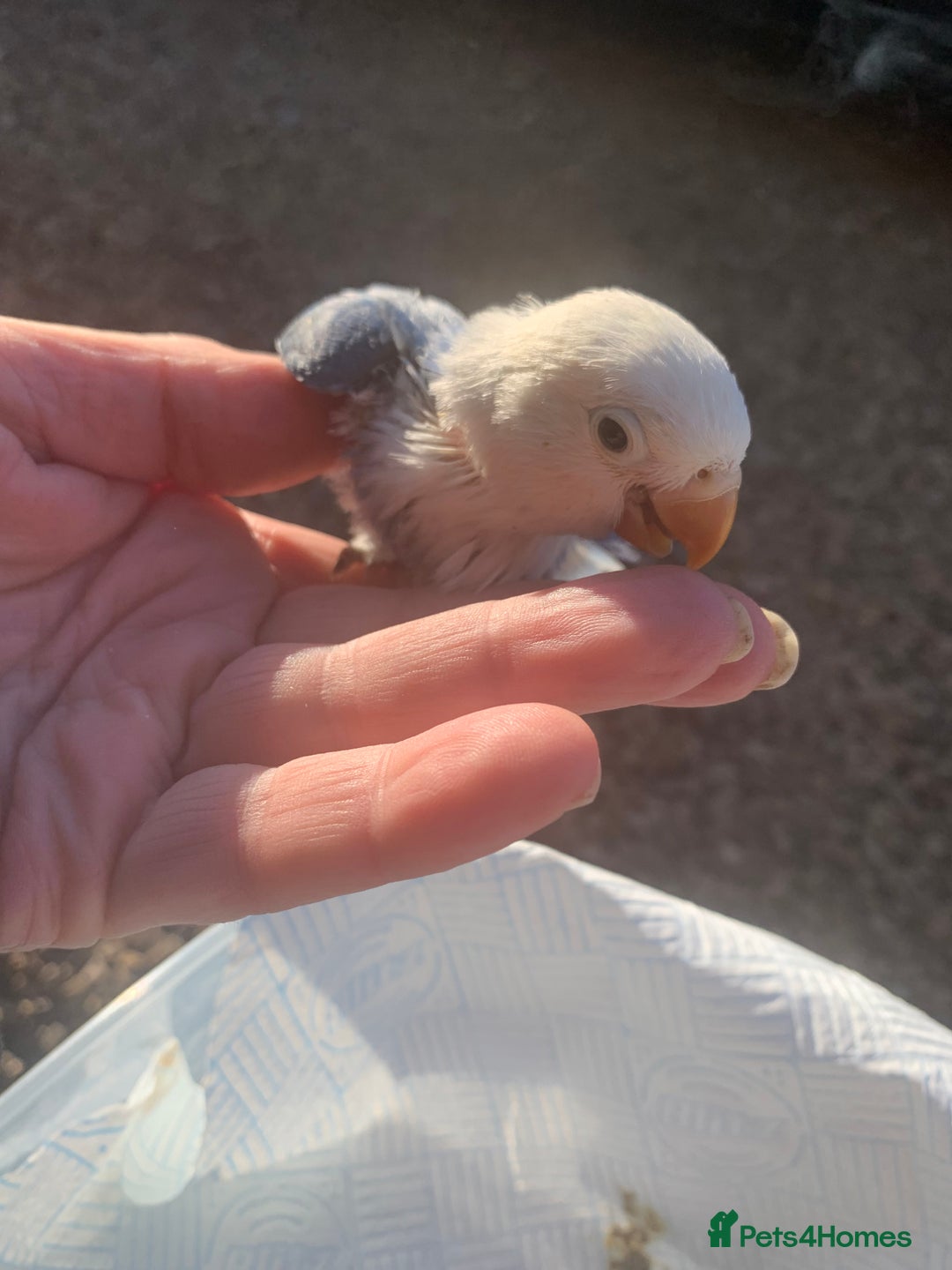 Lovebirds birds for sale: Fischer young lovebirds DNA sex tested nrpershore  - Advert 1