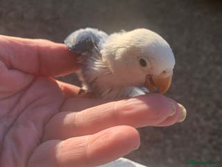 Lovebirds birds Fischer young lovebirds DNA sex tested nrpershore - Advert 6