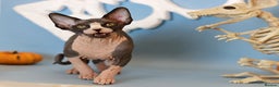 Sphynx cats for sale: Bloodline Sphynx Kittens  - Advert 18