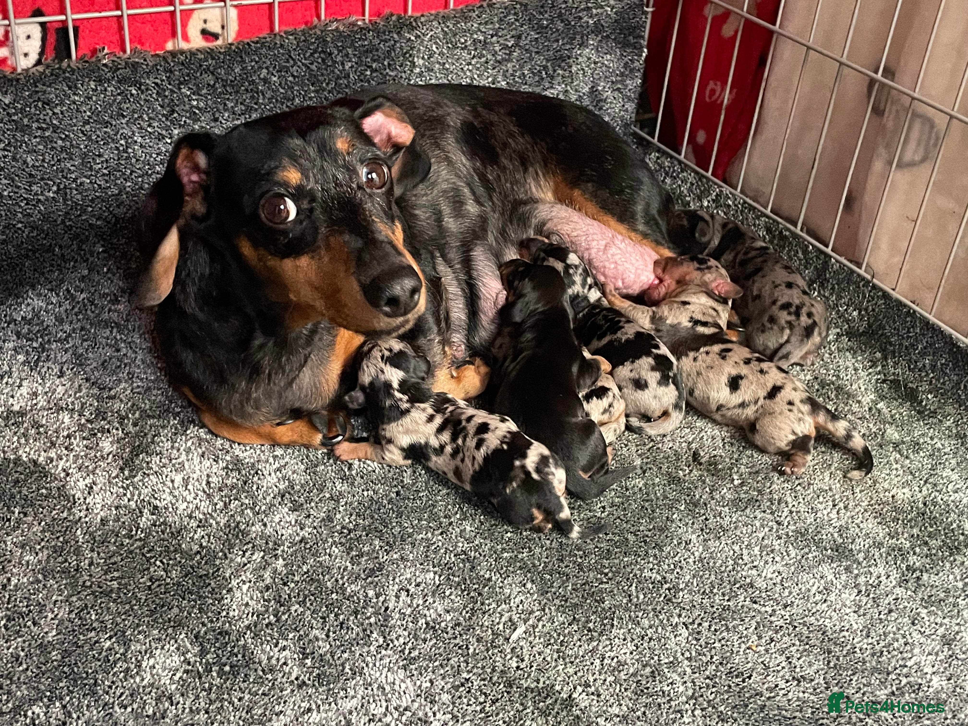 Dachshund dogs 🐶Adorable Dachshund Puppies-3 Boys Available🐶 - Advert 2