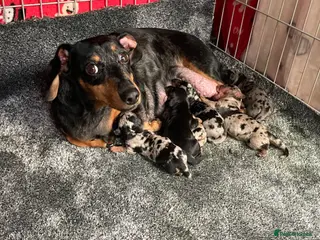 Dachshund dogs 🐶Adorable Dachshund Puppies-3 Boys Available🐶 - Advert 2