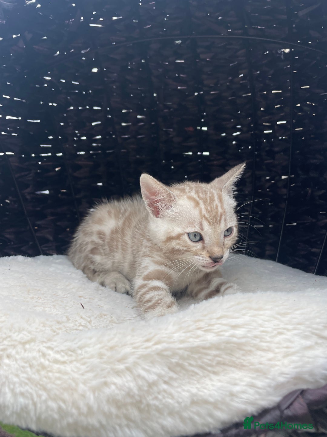 Bengal cats for sale: 3 Pure Bengals left  - Image 11