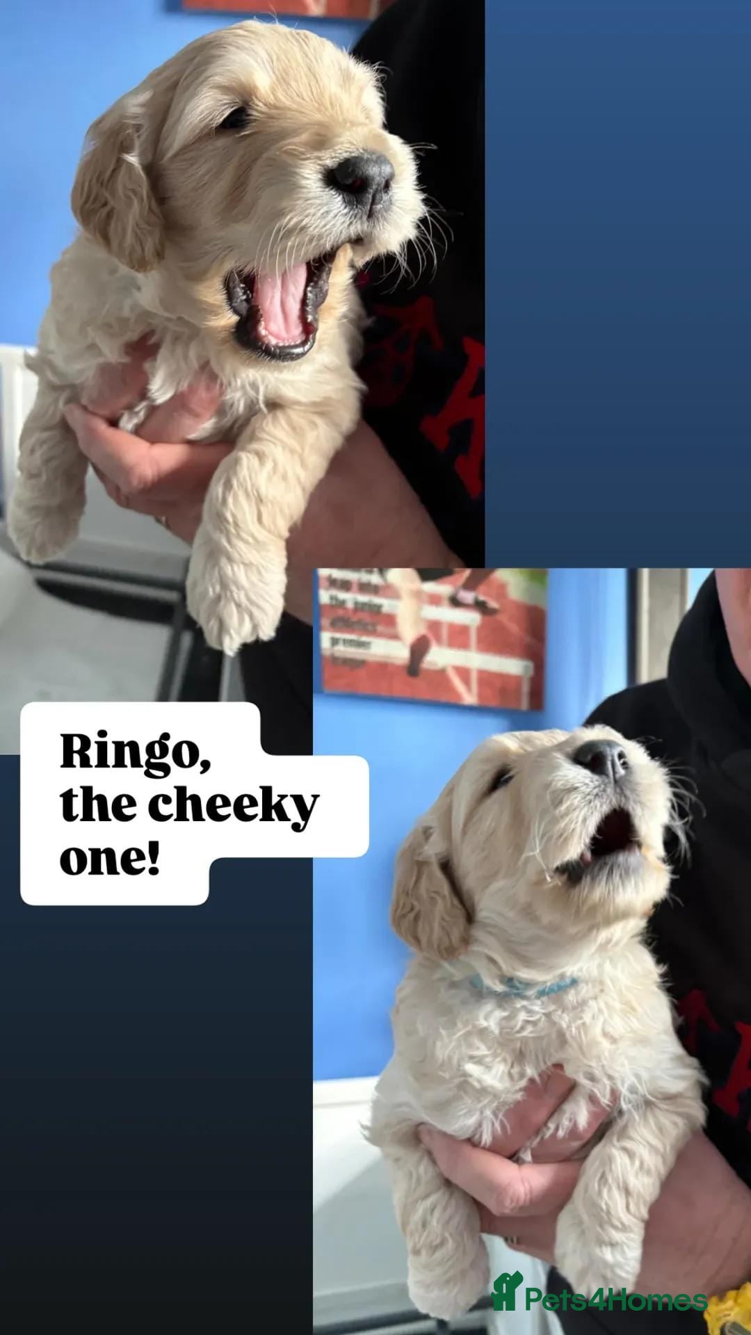 Double Doodle dogs Double Doodle puppies  - Advert 5