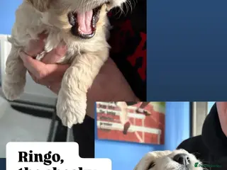 Double Doodle dogs Double Doodle puppies - Advert 5