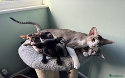 Oriental cats for sale: Pedigree Oriental Kittens  - Image 12