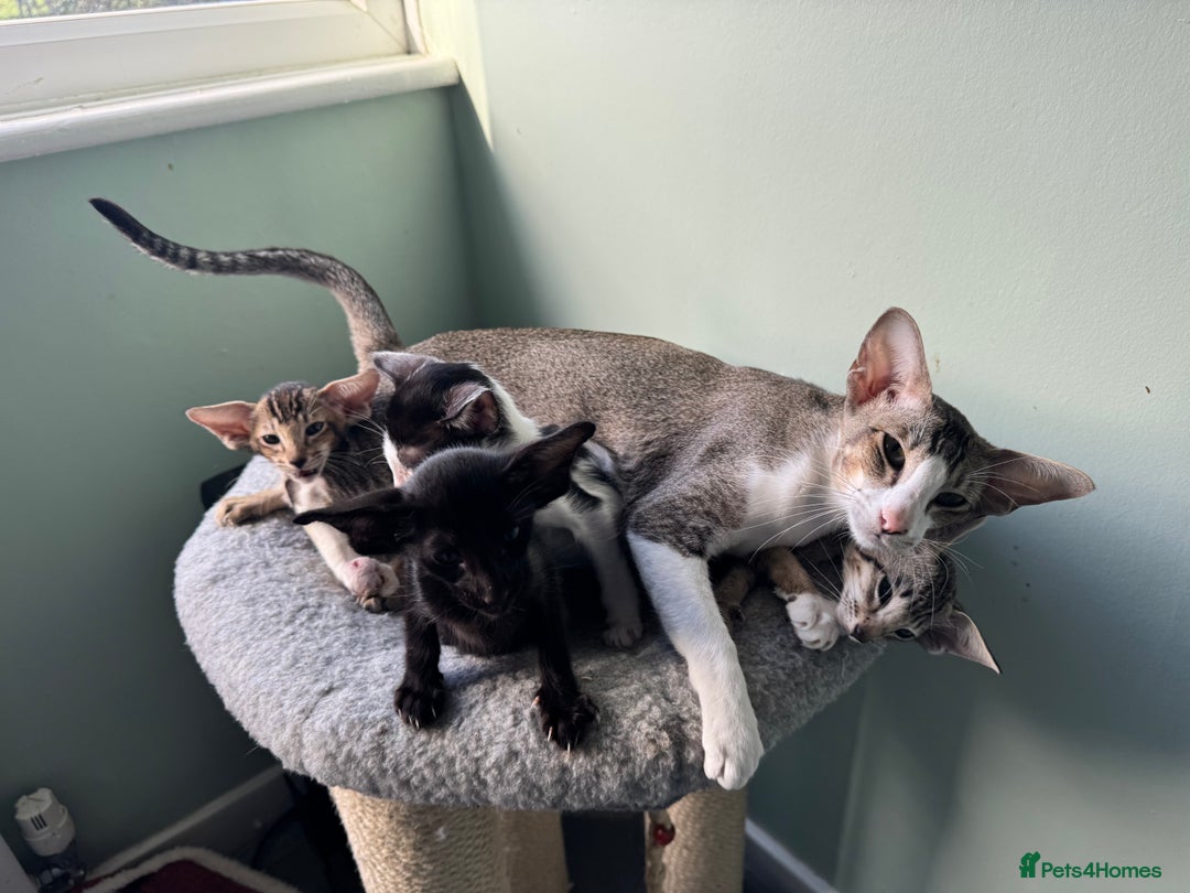 Oriental cats for sale: Pedigree Oriental Kittens  - Image 12