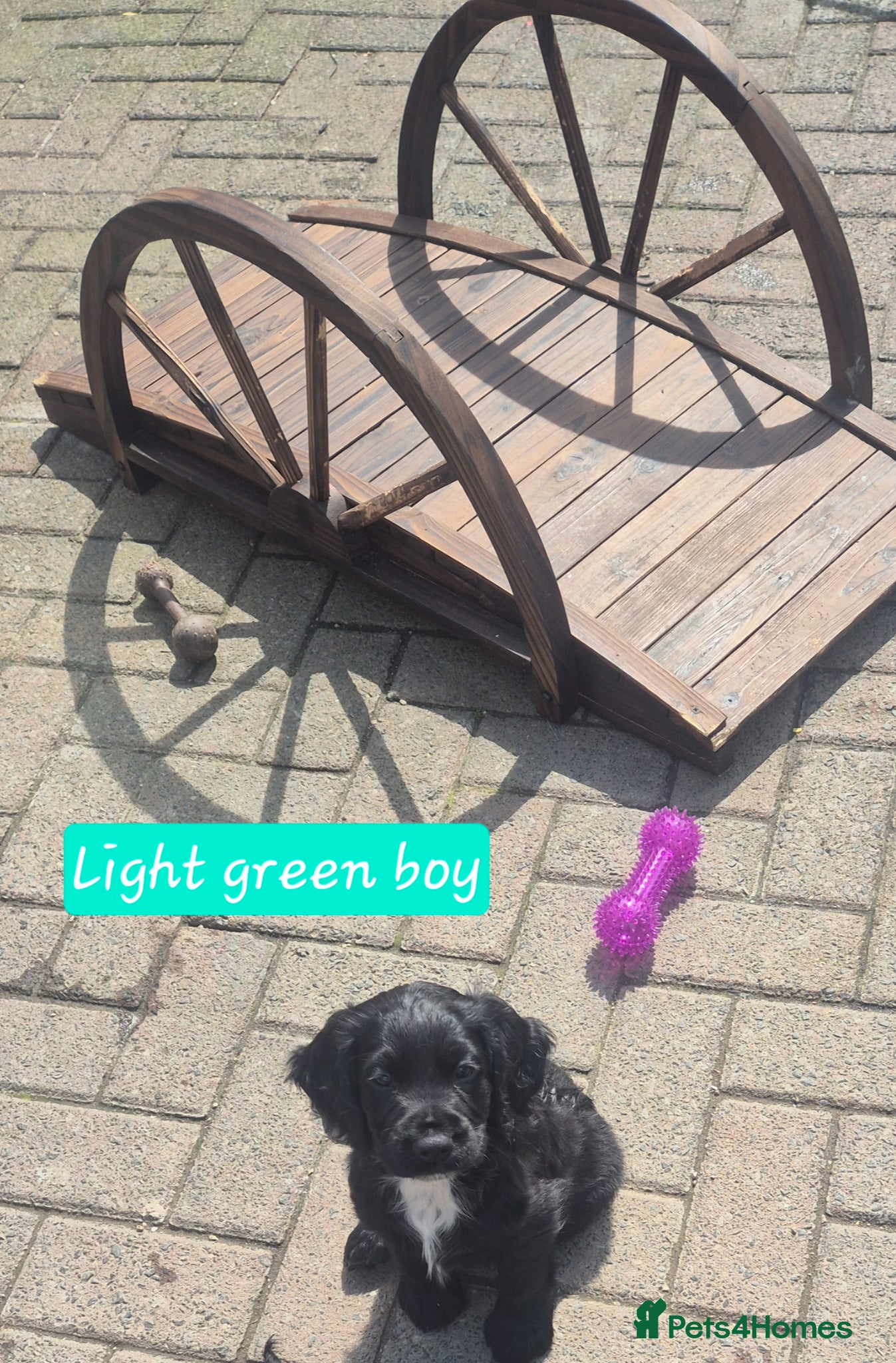 Cocker Spaniel dogs Working cocker pups  - Advert 2