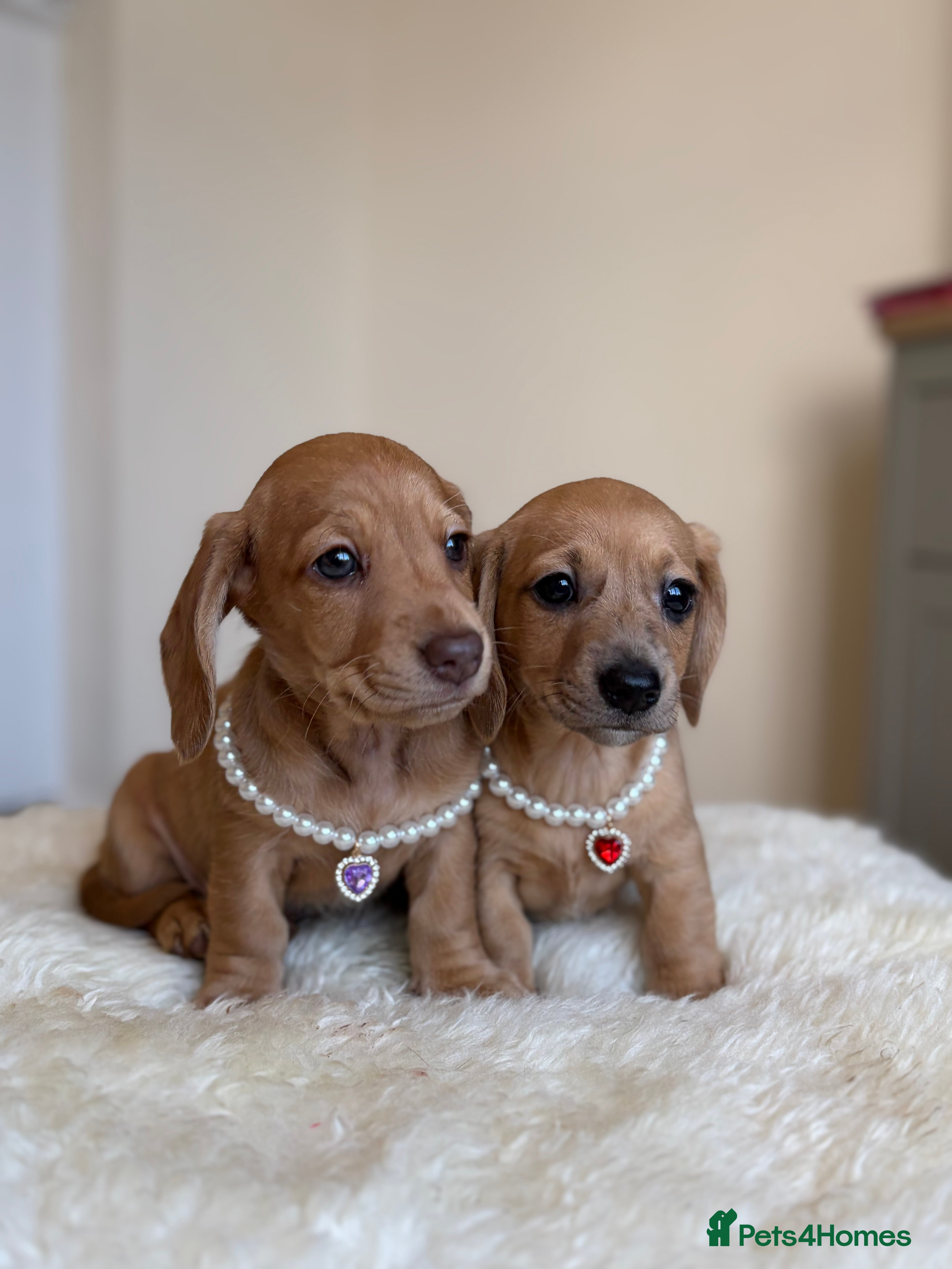 Miniature Dachshund dogs 5 cream miniature dachshunds - Advert 14