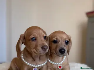 Miniature Dachshund dogs 5 cream miniature dachshunds - Advert 14