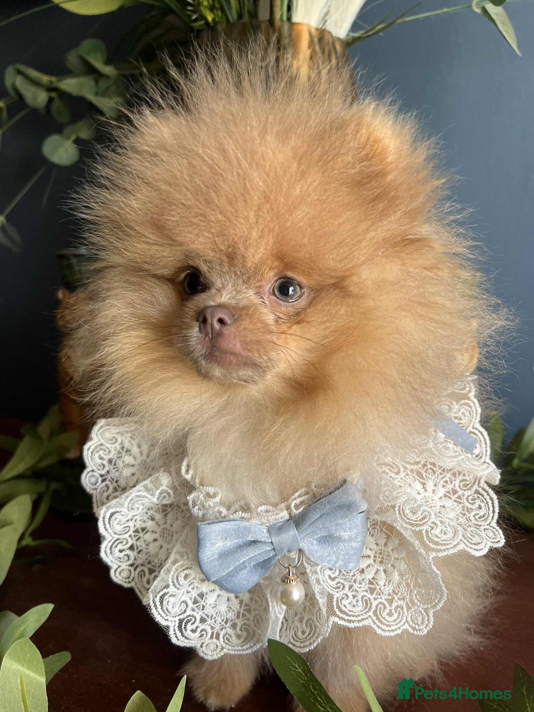 Pomeranian dogs for sale: Stunning pick of the litter Pomeranian Boy - Image 10