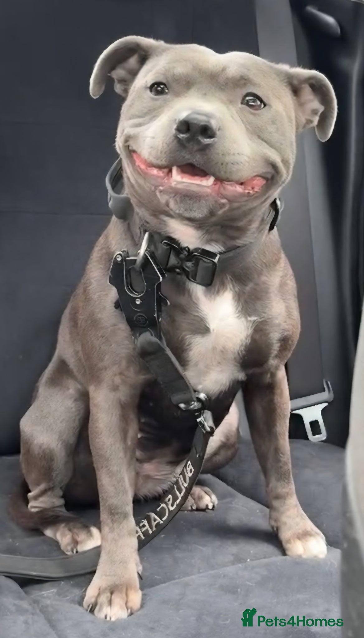 Staffordshire Bull Terrier dogs Dolly is looking for her forever home - Advert 1