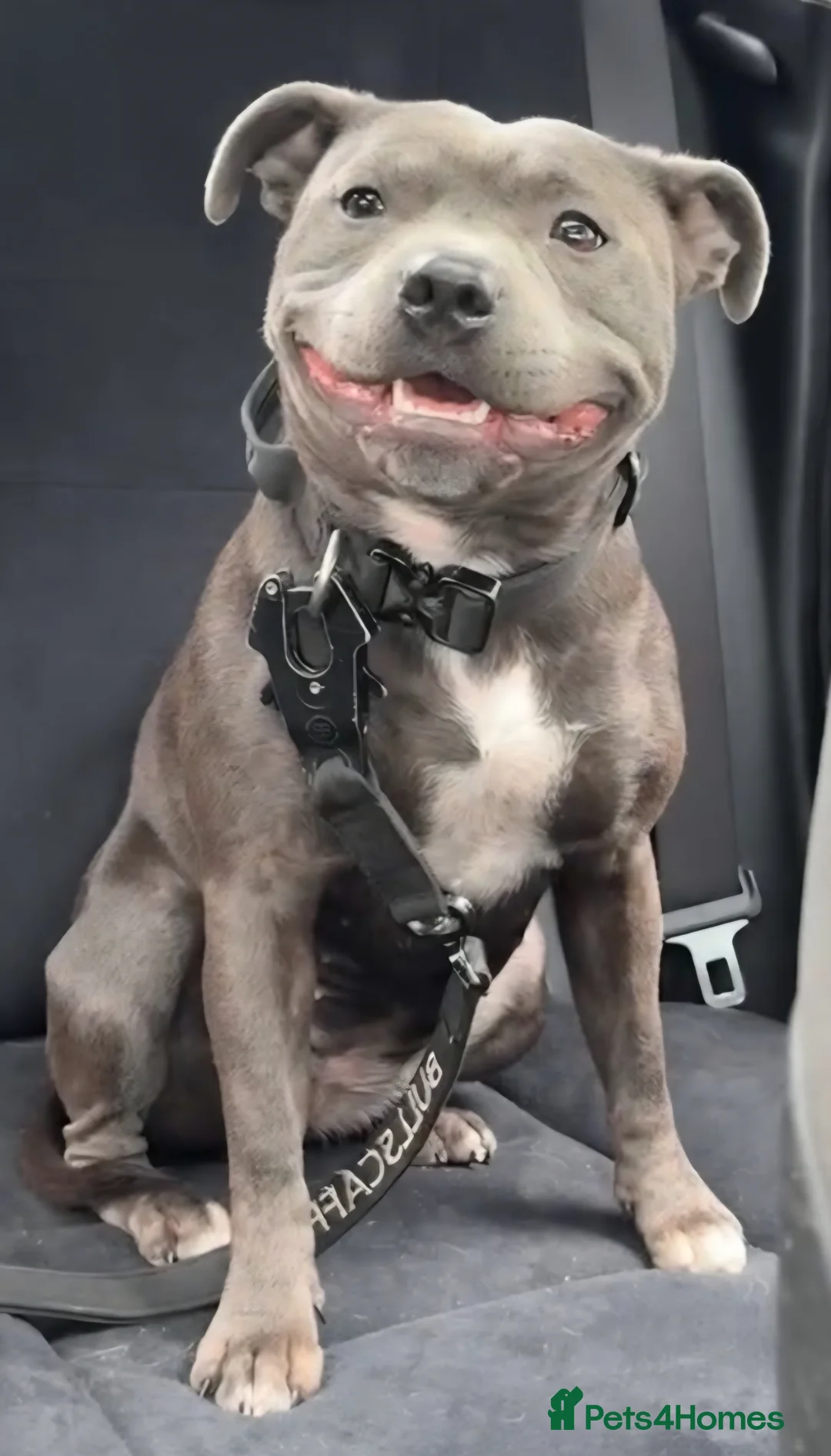 Staffordshire Bull Terrier dogs for sale: Dolly is looking for her forever home - Advert 1