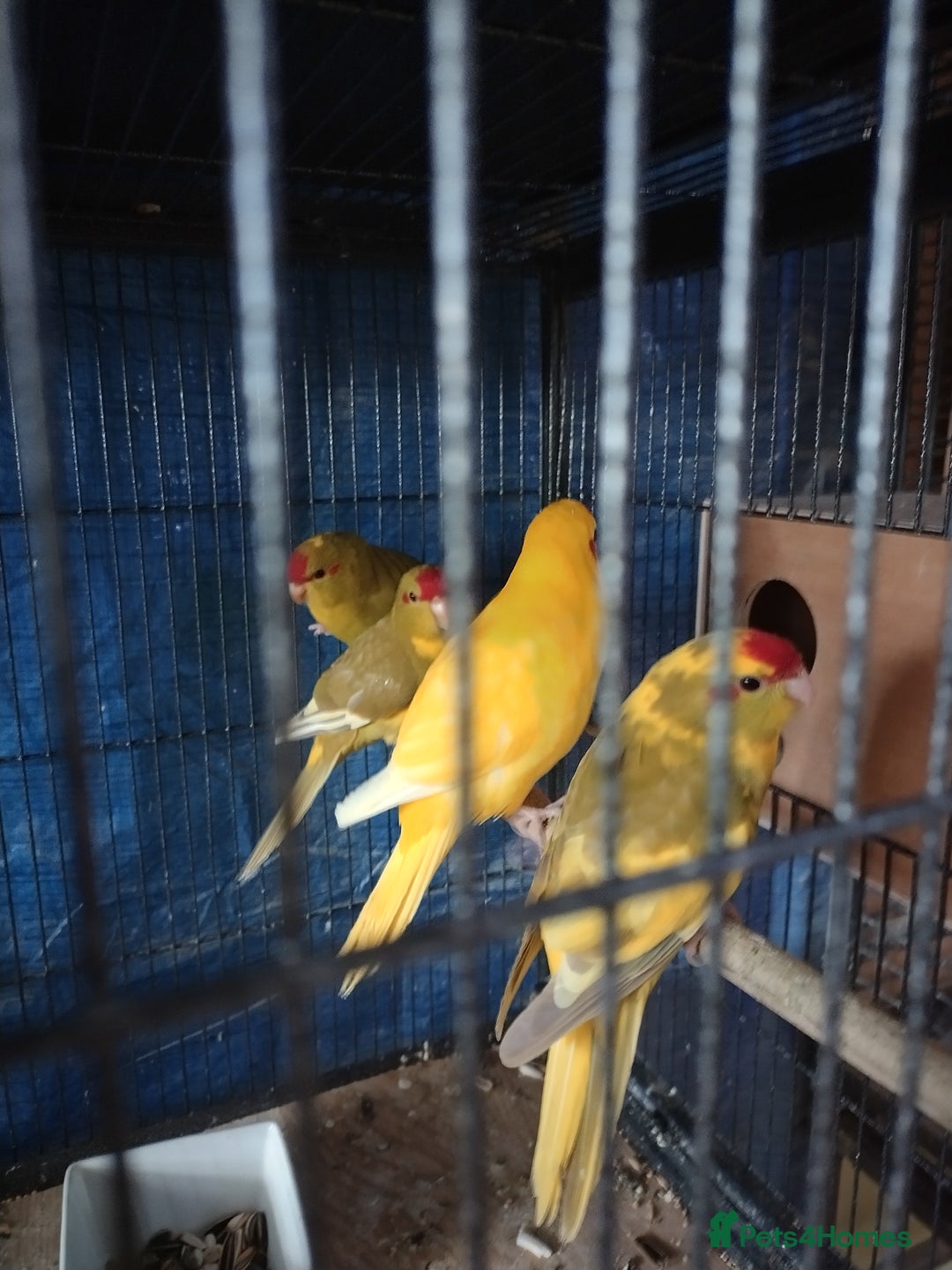 Parakeets birds for sale: For sale  - Image 3