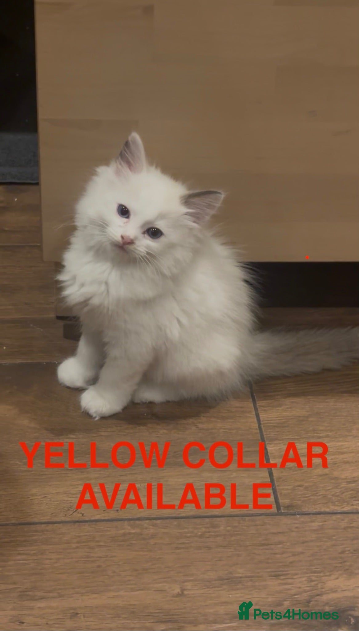 Ragdoll cats 2 Left🩵Beautiful Ragdolls Ready to Leave  - Advert 2