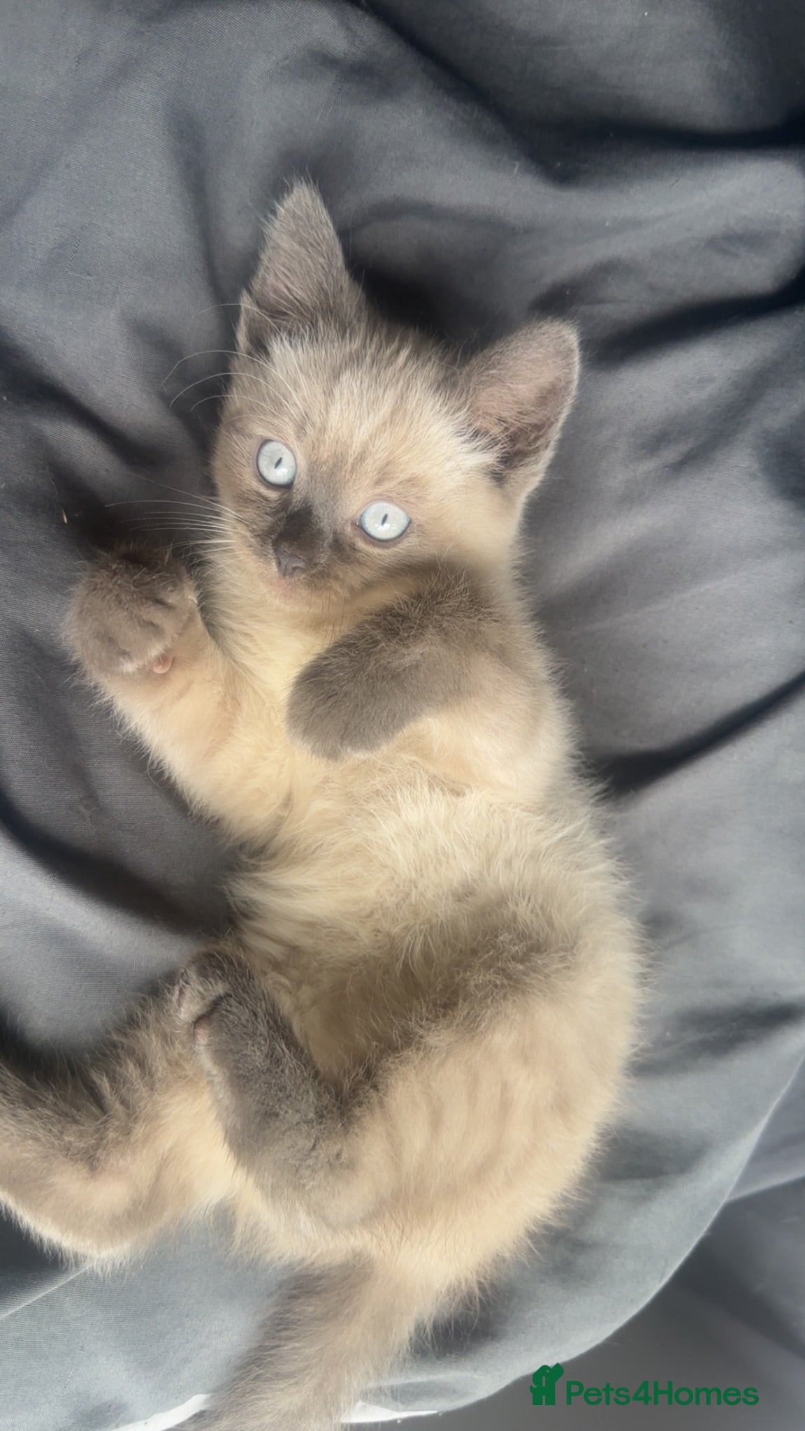 Mixed Breed cats Male kitten - Advert 1