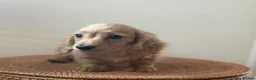 Miniature Dachshund dogs for sale: Miniature longhaired girls 2 left  - Advert 25
