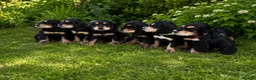 Cocker Spaniel dogs for sale: Cocker spaniel  in Warrington - Advert 1