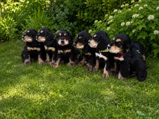 Cocker Spaniel dogs Cocker spaniel - Advert 14