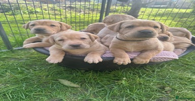 Labrador Retriever dogs - Advert 1