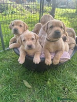 Labrador Retriever dogs - Advert 14