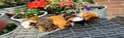 Guinea Pig rodents for sale: Beautiful Bonded Baby Boys - Advert 2