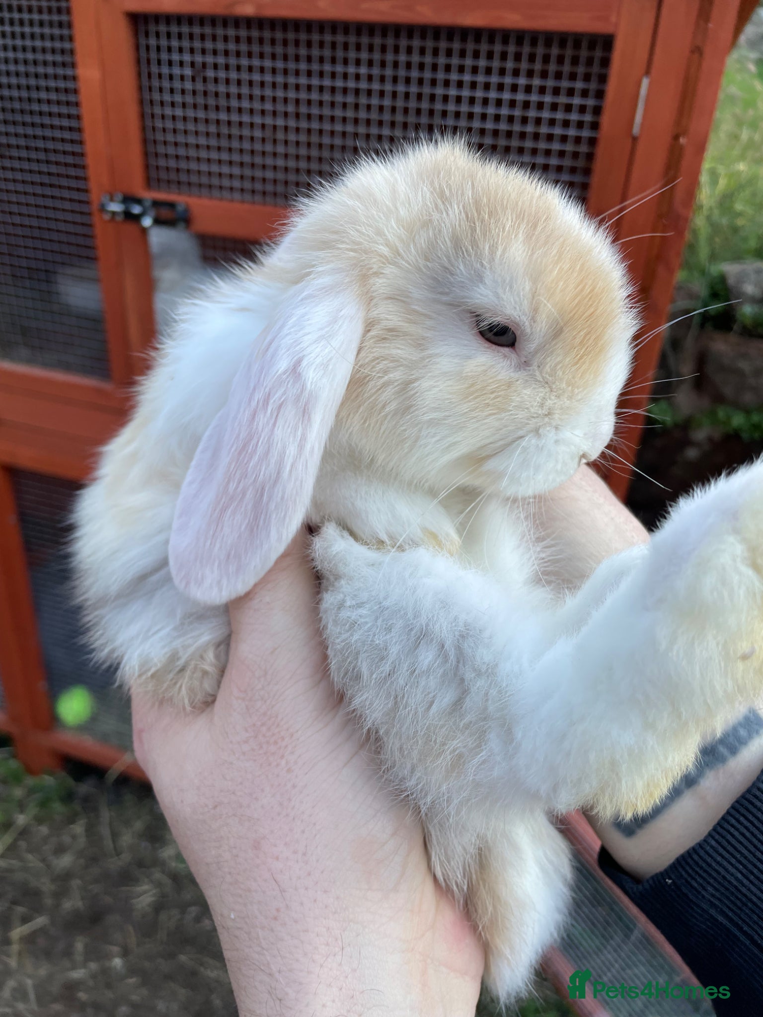 Mini Lop rabbits Mini Lop 8 week boy - Advert 2