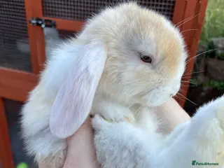 Mini Lop rabbits Mini Lop 8 week boy - Advert 2