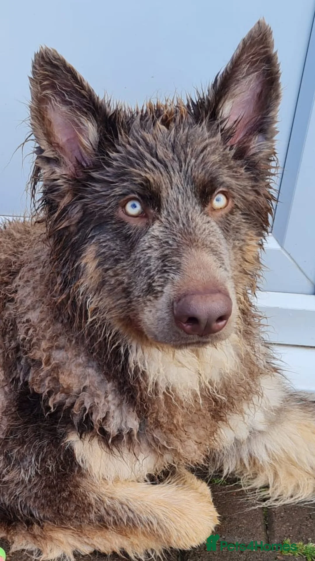 German Shepherd dogs for sale: Meet Sixty. Our Beautiful Isabella German Shepherd - Advert 6