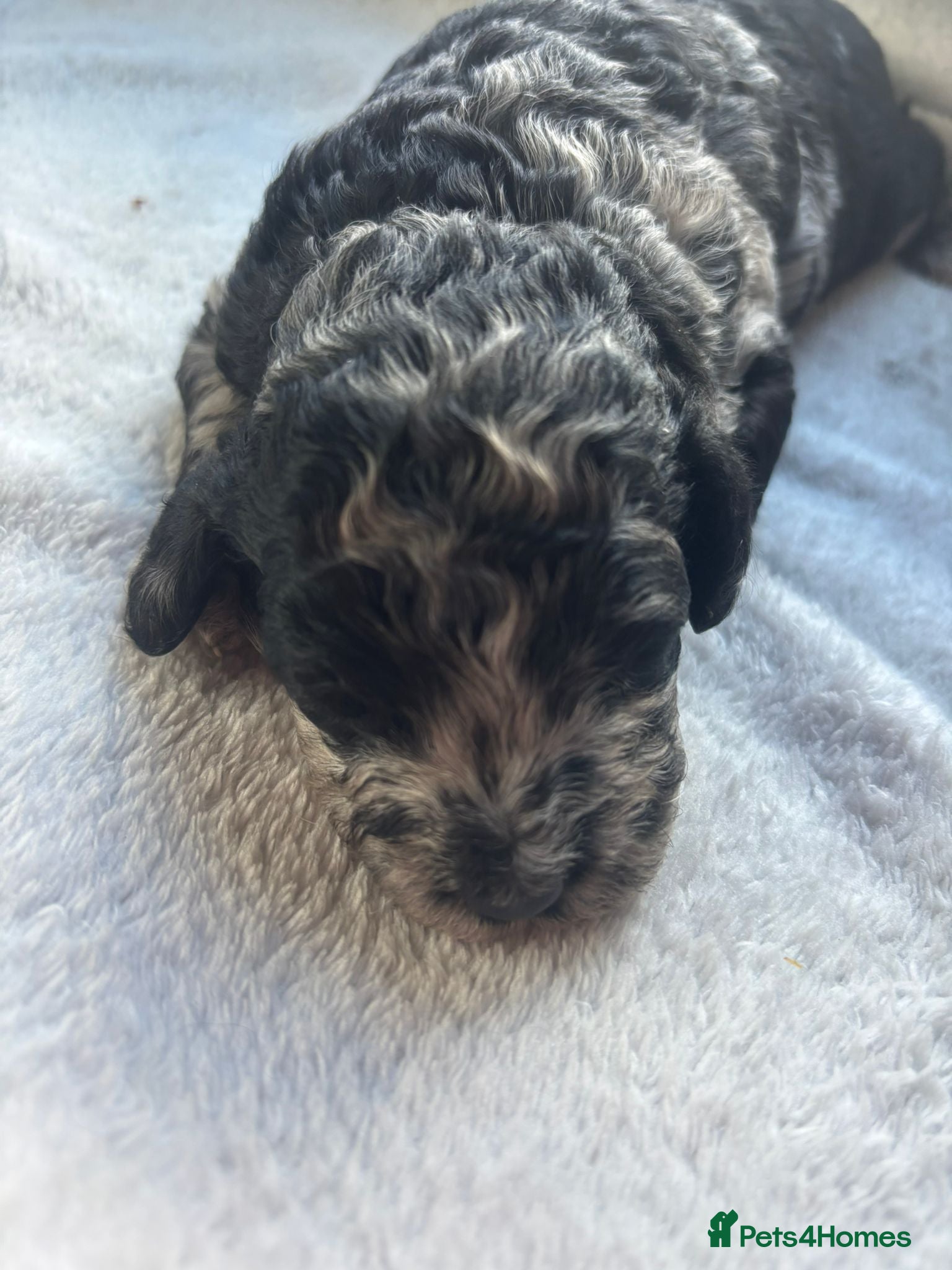 Miniature Poodle dogs Beautiful parti/merle miniature poodles   - Advert 2