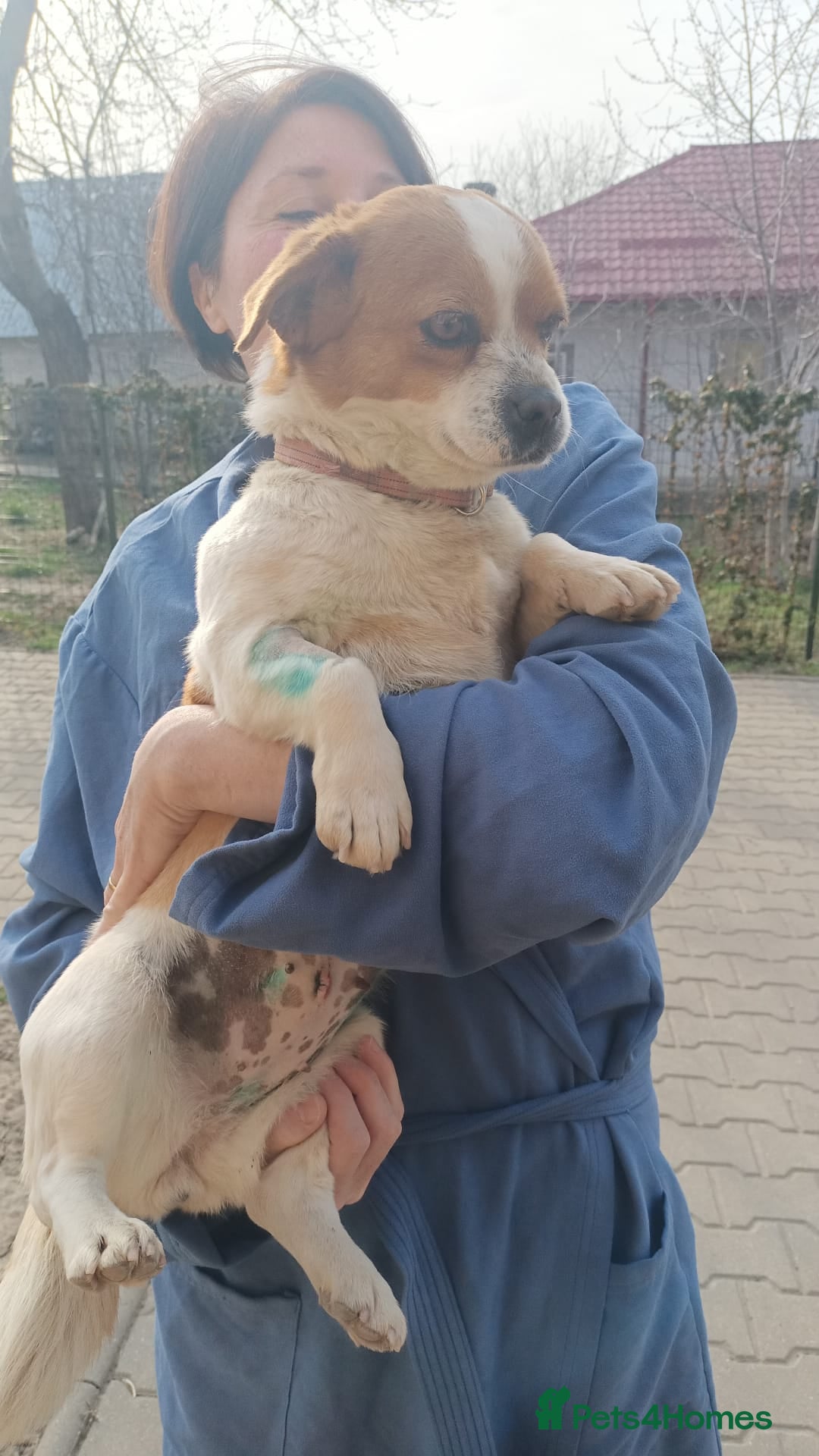 Mixed Breed dogs 🐾MONA-LISA – FOUND IN A DITCH… NOW READY FOR LOVE - Advert 1