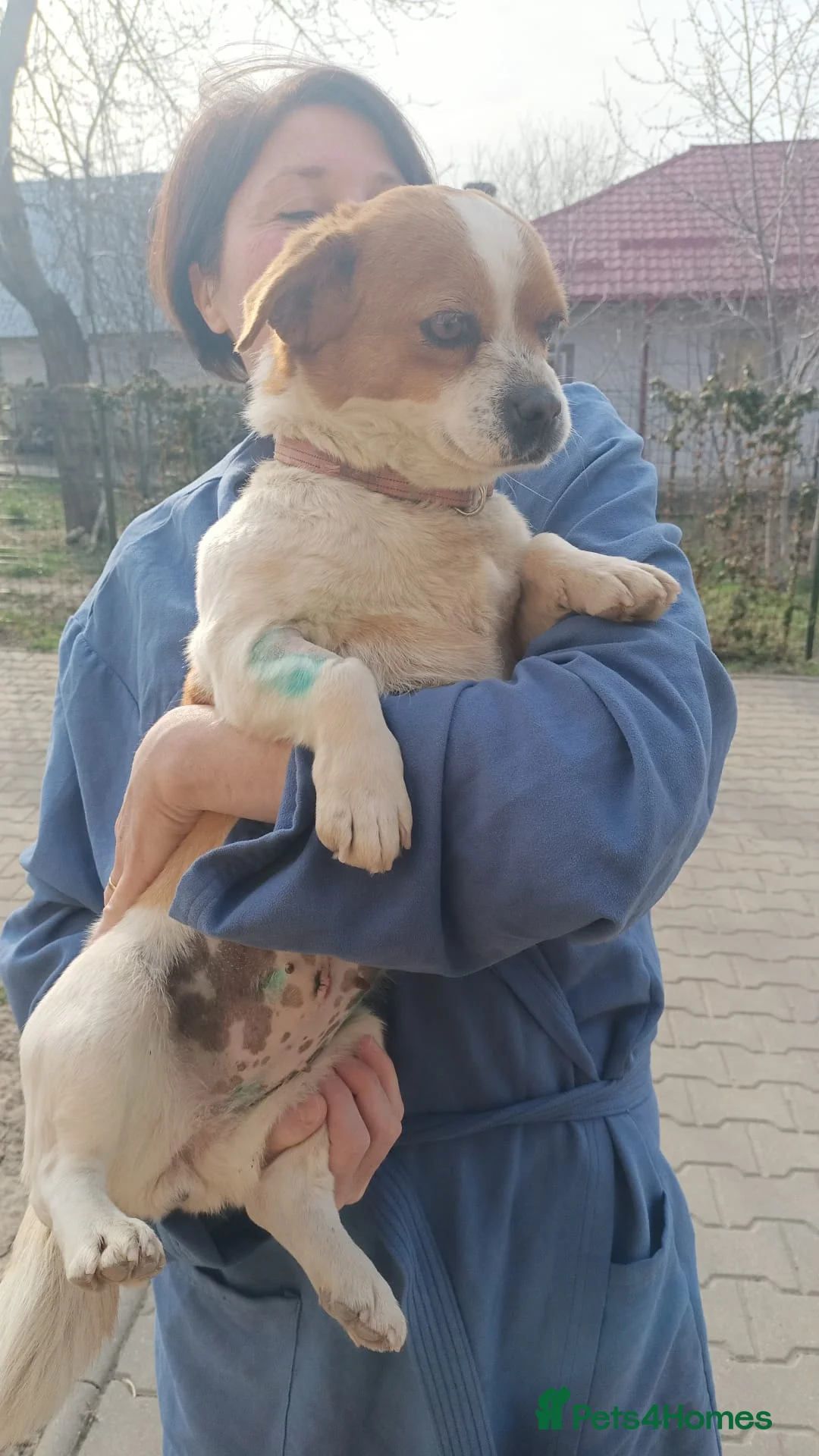 Mixed Breed dogs for adoption: 🐾MONA-LISA – FOUND IN A DITCH… NOW READY FOR LOVE - Advert 1