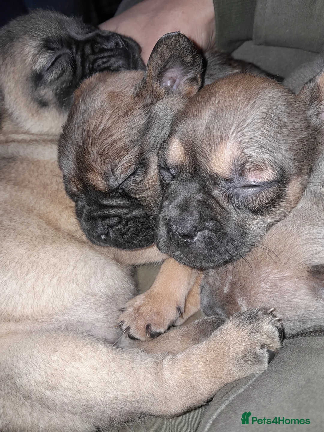 Mixed Breed dogs for sale: French bulldog x - Advert 20