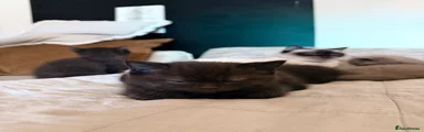 British Shorthair Kitten 5