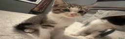 Mixed Breed cats for sale: 2 tabby kittens 🐱  - Advert 5