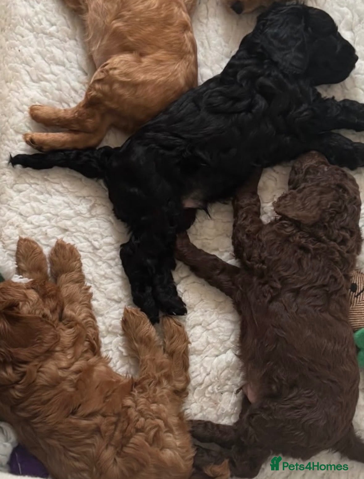 Cockapoo dogs 2 Beautiful boys left!  - Advert 1