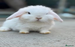 Mini Lop rabbits for sale: Baby mini lops  - Image 10