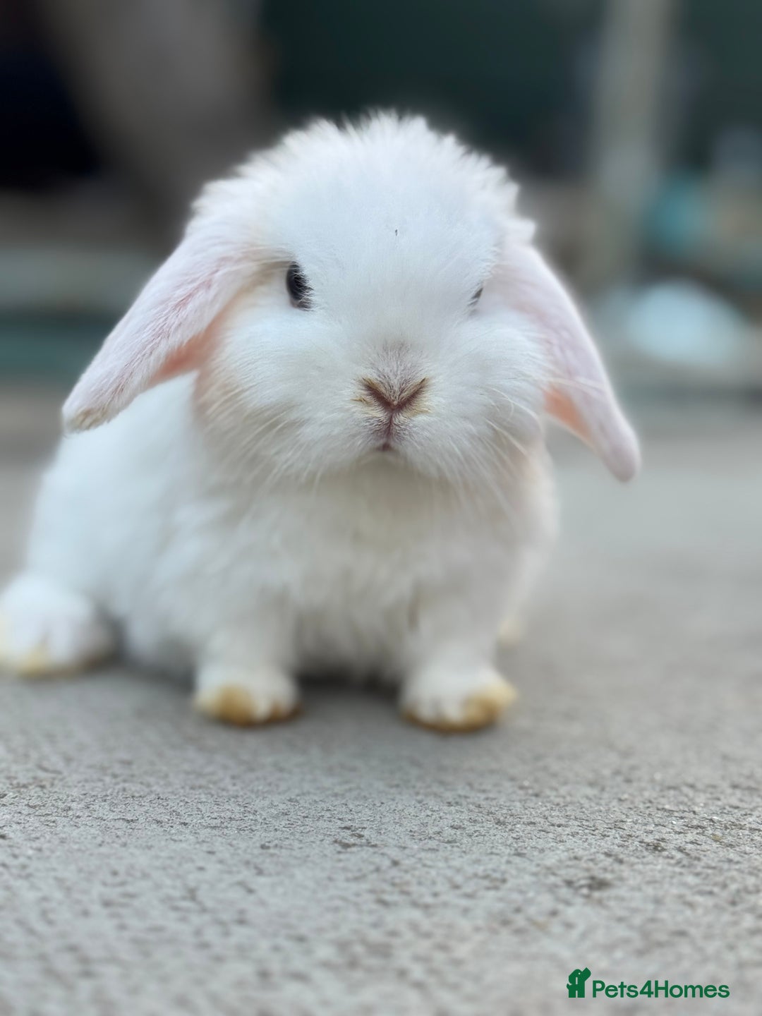 Mini Lop rabbits for sale: Baby mini lops  - Image 10