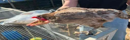 Mixed Breed poultry for sale: Selling Collection - Turkeys, Chickens and Quail - Advert 5
