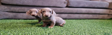 Miniature Dachshund 4
